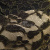 Кружевное полотно XD LACE 1-4, 80 гр/м2, шир.150см, цвет чёрный - купить в Набережных Челнах. Цена 245.94 руб.